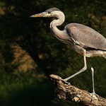 Ardea cinerea / Slatinské momentky /