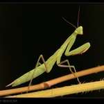 Mantis religiosa