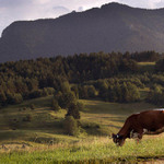 Milka nebyla vždycky fialová,  děti!