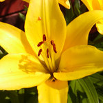 Flower from my garden