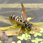 sosám, sosáš, sosáme...