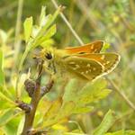 Soumračník čárkovaný Hesperia comma