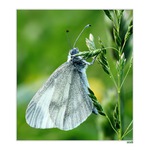 Ty máš kukadla.....