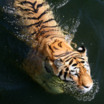 Hic v ZOO!