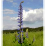Lupinus polyphyllus