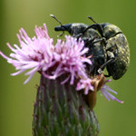 Těžká cesta na vrchol