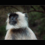 LANGUR