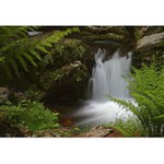 ***Bílá Opava II.***