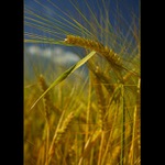 *** \"Obilofka\" ***