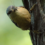 Brhlík lesní s kořistí