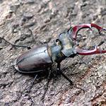 Statný bojovník Roháč