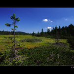 Černohorské rašeliniště