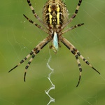 Křižák pruhovaný s kořistí