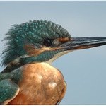 Ledňáček říční