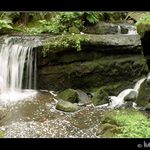 Z českých lesů... II