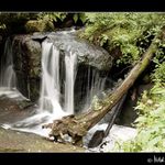 Z českých lesů... III