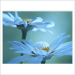 ***POHLAZENÍ LÉTA***