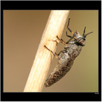 *** bzikavka dešťová ***