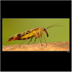 *** potvůrka podivná ***