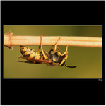 *** vosa Mařenka podruhé ***