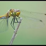 Jedna malá vážka