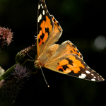 Vím, vím, je nás tady moc, ale že jsme hezký ???