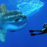 Měsíčník (Mola mola)