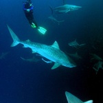 Chorvatsko letos na jaře