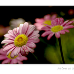 Stydlivé kopretinky ...