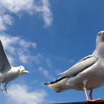 Mám jednu ruku dlouhou...