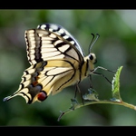 Otakárek fenyklový