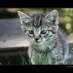 koukání na zelenou trávu