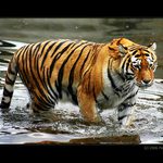 lidi, pojďte se koupat!