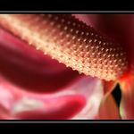 abstraktné makro...