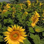 První loňská - Slunečnice