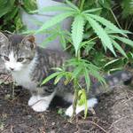 Kytky - ty já rád:)