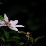 clematis
