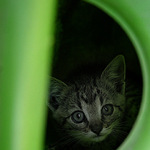 V konvi... a pes za rohem