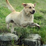 Aram