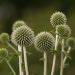 bodlinky a bodláčci