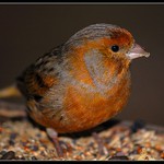 Neví někdo co to je ?