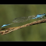 ...nech mě to aspoň dožrat...