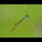 (Agriocnemis minima)Thajsko