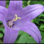 Fialová je taky dobrá...