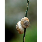 = Šnek, ve šneku, pro šneky ... =