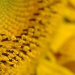 = Sluncem nasycená =