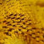 = Královna slunce =