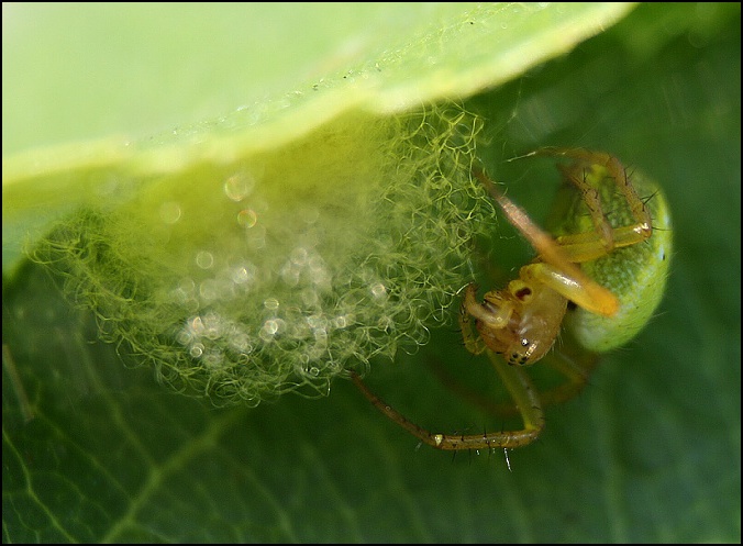 Křižák zelený, hnízdečko budující...