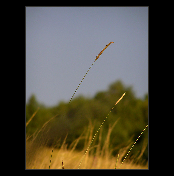 - nature -