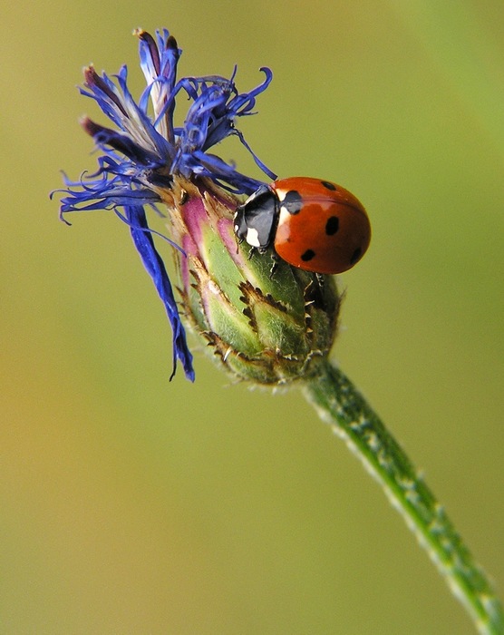 Pohoda